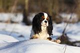 CAVALIER KING CHARLES 424